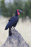 Image Category. Hornraben