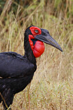 Image Category. Hornraben