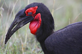 Image Category. Ground Hornbills