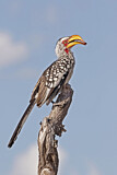 Image Category. Nashornvögel