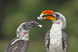 Image Category. Nashornvögel