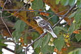 Image Category. Afrikanische Bartvögel