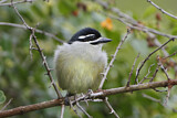 Image Category. Afrikanische Bartvögel