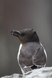 Image Category. Alkenvögel