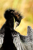 Image Category. Anhingas & Darters