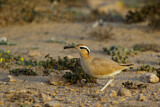Image Category. Rennvogel
