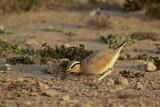 Image Category. Rennvogel