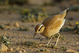Image Category. Cream-colored Courser