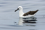 Image Category. Atlantik-Gelbnasenalbatros