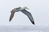 Image Category. Tasmanalbatros