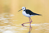 Image Category. Weißgesicht-Stelzenläufer