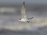 Image Category. Seeschwalben