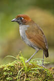 Image Category. Ameisenpittas