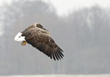 Image Category. Adler
