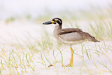 Image Category. Beach Stone-curlew