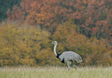 Image Category. Nandu