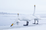 Image Category. Enten, Gänse, Schwäne
