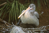 Image Category. Pelikane