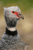 Image Category. Wehrvögel