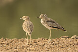 Image Category. Senegaltriel