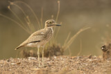 Image Category. Senegaltriel