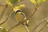 Image Category. Afrikanische Bartvögel