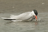 Image Category. Seeschwalben