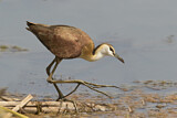 Image Category. Blaustirn-Blatthühnchen