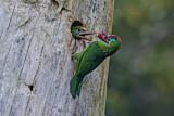 Image Category. Asiatische Bartvögel