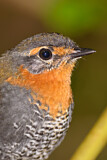 Image Category. Bürzelstelzer