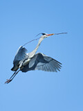 Image Category. Reiher und Dommeln