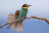 Image Category. Bienenfresser