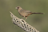 Image. Abert's Towhee