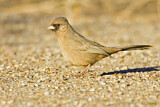 Image. Abert's Towhee