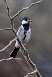 Image. Acacia Tit