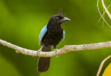 Image. Acapulcoblaurabe