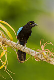 Image. Acapulcoblaurabe