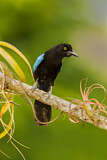 Image. Acapulcoblaurabe