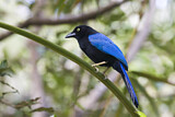 Image. Acapulcoblaurabe