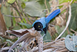 Image. Acapulcoblaurabe