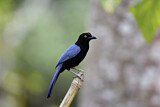 Image. Acapulcoblaurabe