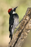 Image. Acorn Woodpecker