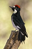 Image. Acorn Woodpecker