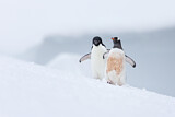 Image. Adeliepinguin & Eselspinguin