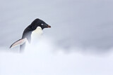 Image. Adeliepinguin