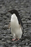 Image. Adeliepinguin