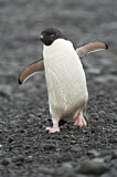 Image. Adeliepinguin