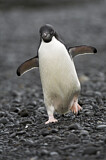 Image. Adeliepinguin
