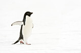 Image. Adeliepinguin