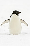 Image. Adeliepinguin